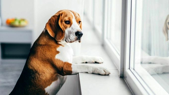 15 Anledningar Till Att Din Hund Vill Vara Ensam. Vad Det Betyder