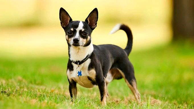 17 Skäl Till Att Chihuahuas är De Bästa