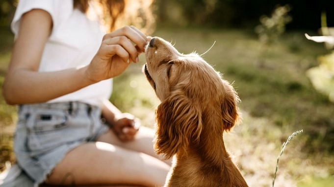 7 Anledningar Till Att Din Hund Alltid Kommer Att Ligga Ovanpå Dig